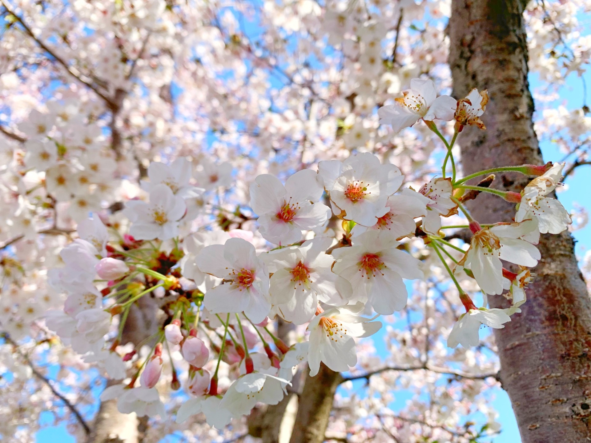 三嶋大社の桜