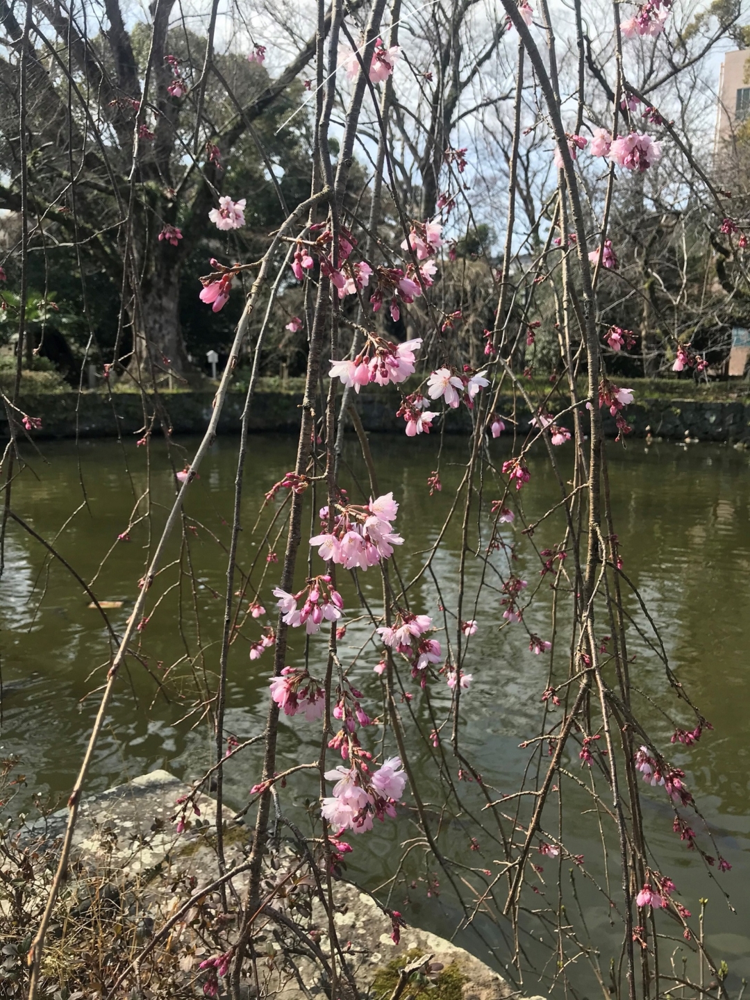 春の訪れ　三嶋大社